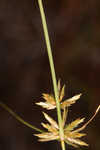 Gray's flatsedge